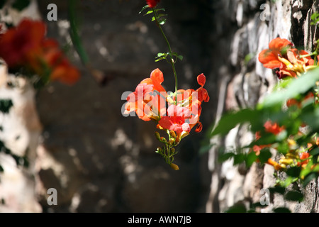 orangefarbene Kapuzinerkresse Blüten gegen alte Steinmauern, Stockfoto