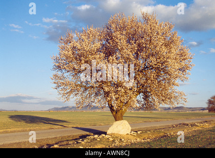 Blühende Mandelbäume. La Manchuela. Albacete Provinz. Kastilien-La Mancha. Spanien. Stockfoto