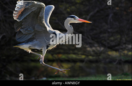 Fliegende Graureiher (Ardea Cinerea) Stockfoto