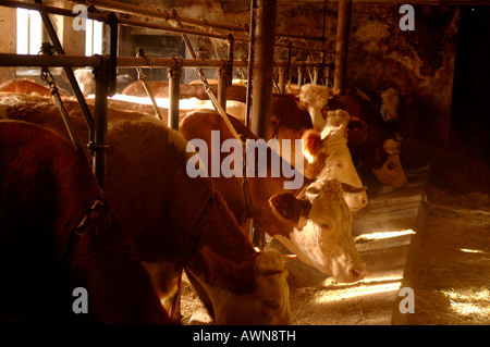 Kühe im Stall, kleine Tierhaltungsbetrieb in Eckental, Franken, Bayern, Deutschland, Europa Stockfoto