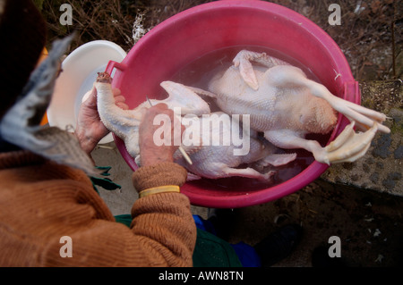 Schlachten, Rupfen Enten auf einem Bauernhof in Eckental, Franken, Bayern, Deutschland, Europa Stockfoto