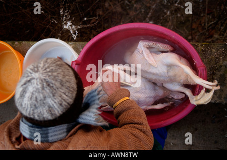 Schlachten, Rupfen Enten auf einem Bauernhof in Eckental, Franken, Bayern, Deutschland, Europa Stockfoto