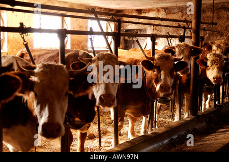 Angebundene Kühe warten darauf, in einer Scheune auf einem kleinen Bauernhof in Eckental, Middle Franconia, Bayern, Deutschland, Europa gefüttert werden Stockfoto