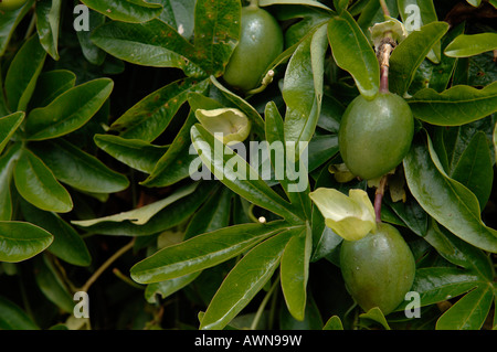 Gemeinsame oder blaue Passionsblume (Passiflora Caerulea) Obst, Midlands, England, Europa Stockfoto