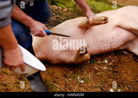 Haus Schlachten, entwässern das Blut aus einer anesthetised Schwein, Eckental, Middle Franconia, Bayern, Deutschland, Europa Stockfoto