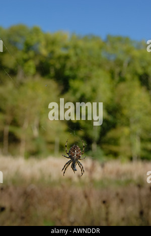 Garden Spider, Araneus diadematus hängend im Netz in einem Herbstfeld, Wales, Großbritannien. Stockfoto