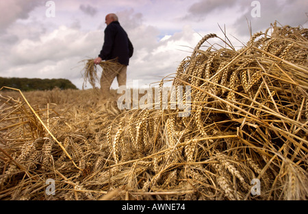 EINGEREICHT VON WEIZEN IN EINEM COTSWOLD-FELD IN DER NÄHE VON CIRENCESTER GLOUCESTERSHIRE UK Stockfoto