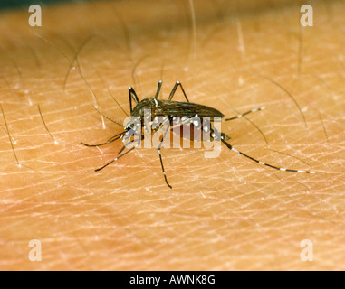 Ägyptische Mücke Aedes Aegypti ernähren sich von Menschenhand Stockfoto