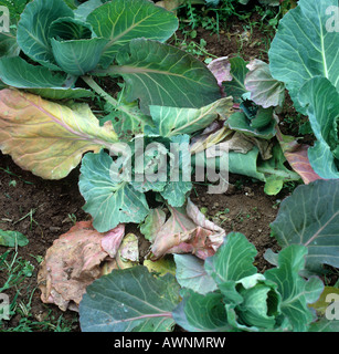 Sommerpflanzen Kohl beschädigt durch Kohl Wurzel Fliegenlarven Delia radicum Stockfoto