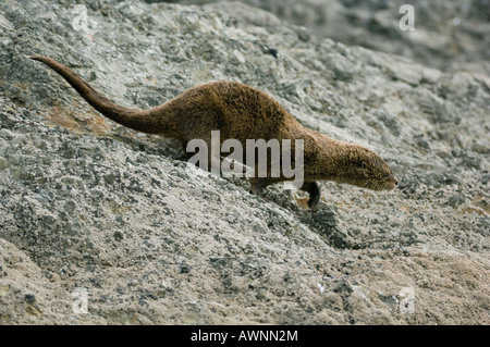 Marine Otter (Lontra Felina) oder Chungungo, bedrohte, Chiloé Insel, Chile Stockfoto