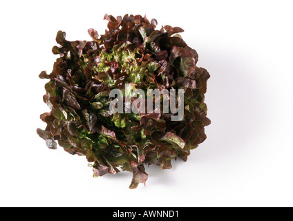 Leiter der roten Blattsalat, Ansicht von oben, Nahaufnahme Stockfoto