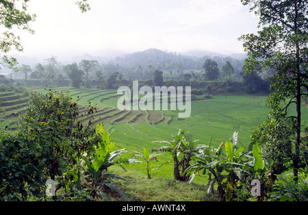 Sri Lanka Terraced Reisfelder in der Nähe von Kandy Stockfoto