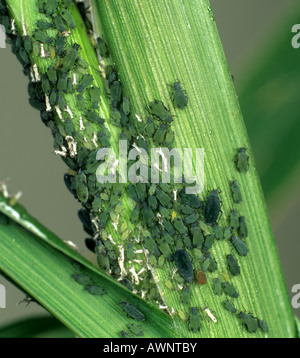 Getreide oder Mais Blatt Blattlaus Rhopalosiphum Maidis Befall an Getreide verlässt Stockfoto