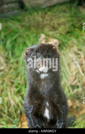 Amerikanischer Nerz Mustela Vison aufrecht stehend nach vorne in der Nähe anzeigen Herbst Nordamerika Stockfoto