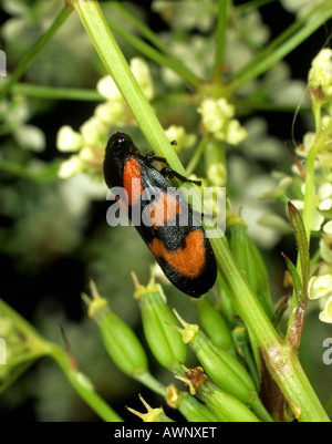 Eine rote und schwarze Blutzikade Cercopis Vulnerata Erwachsenen auf einer Stängelpflanzen Blume Stockfoto