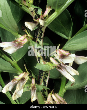 Schwarze Bohne Blattläuse Aphis Fabae Befall am Stängel einer Pflanze Saubohne Stockfoto