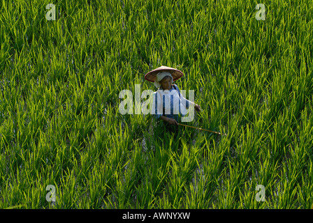 Miao Frau, Minderheiten, arbeiten in Reis Paddy, Xijiang, Guizhou, Südchina, China, Asien Stockfoto