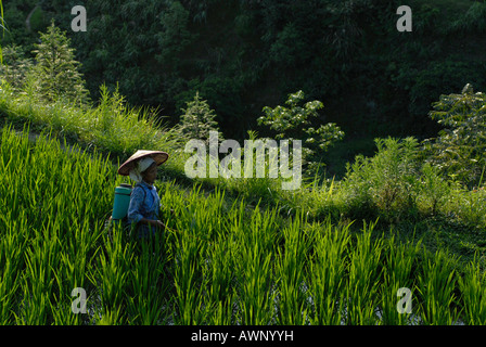 Miao Frau, Minderheiten, arbeiten in Reis Paddy, Xijiang, Guizhou, Südchina, China, Asien Stockfoto