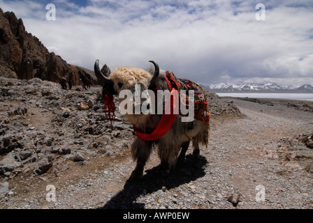 Tibetan Yak (Bos Grunniens) Bull vor See Namtso ("Heavenly Lake"), gefroren, Damchung, Tibet, China, Asien Stockfoto