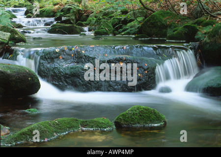 Kleine Ohe Stream im Herbst, Europa, Deutschland, Bayern, Nationalpark Bayerischer Wald (Nationalpark Bayerischer Wald) Stockfoto