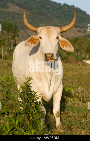 Zebu (Bos Primigenius Indicus), Costa Rica, Mittelamerika Stockfoto