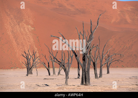 Toten Camel Thorn Akazien (Acacia Erioloba), Dead Vlei, Namibia, Afrika Stockfoto