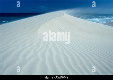 Wind weht über eine Düne im De Hoop Nature Reserve, Südafrika, Afrika Stockfoto