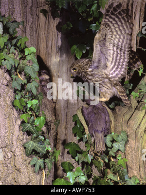 Steinkauz nahenden Nest in Spalt in Eiche mit juveniler Starling junge Surrey England Juni füttern Stockfoto