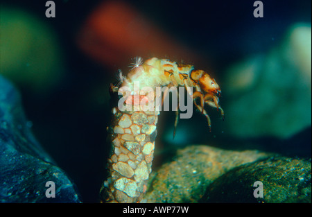 Köcherfliegenart, Familie Limnephilidae. Larve im Larvenstadium Etui Stockfoto