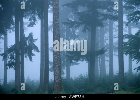 Wald Misty gemeine Fichte (Picea Abies), Euro, Deutschland, Bayern, Nationalpark Bayerischer Wald (Nationalpark Bayerischer Wald) Stockfoto