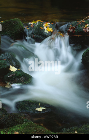 Kleine Ohe Stream im Herbst, Europa, Deutschland, Bayern, Nationalpark Bayerischer Wald (Nationalpark Bayerischer Wald) Stockfoto