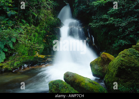Wasserfall, North Island, Neuseeland, Oceania Stockfoto