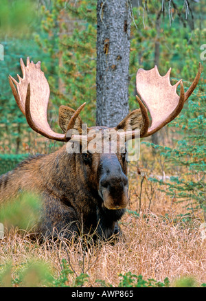 Bull Moose 1 Stockfoto