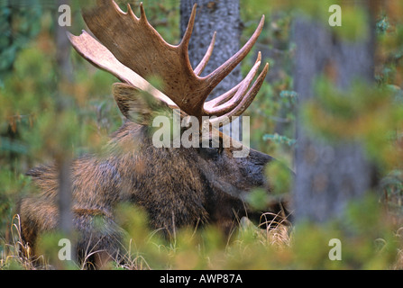 Bull Moose Stockfoto