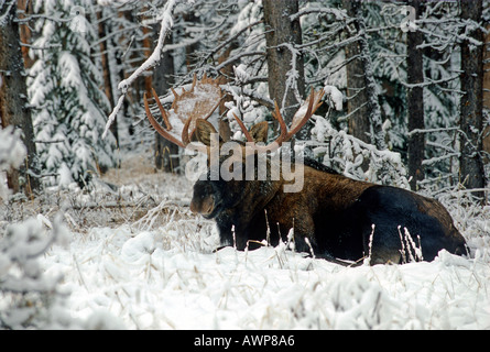 Bull Moose 35 Stockfoto