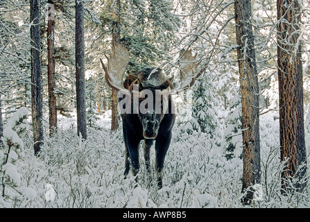 Bull Moose 41 Stockfoto