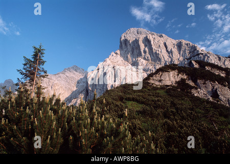 Latschen (Pinus Mugo) am Fuße des Mt. Totenkirchl, Kaiser Bereich Nord Tirol, Austria, Europe Stockfoto