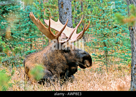 Bull Moose 8 Stockfoto