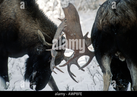 Bull Moose kämpfen 28 Stockfoto