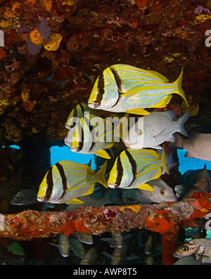 Porkfish, Anisotremus Virginicus, grauer Schnapper, Lutjanus früh und Segler Wahl Haemulon Parra, Zucker Wrack, Bahamas Stockfoto