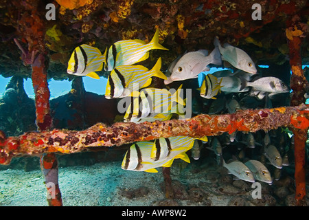 Porkfish, Anisotremus Virginicus, grauer Schnapper, Lutjanus früh und Segler Wahl Haemulon Parra, Zucker Wrack, Bahamas Stockfoto