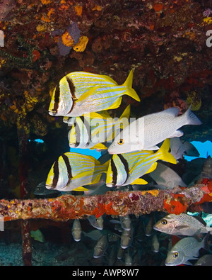 Porkfish, Anisotremus Virginicus, grauer Schnapper, Lutjanus früh und Segler Wahl Haemulon Parra, Zucker Wrack, Bahamas Stockfoto