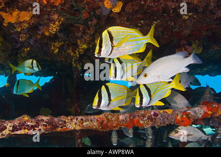 Porkfish, Anisotremus Virginicus, grauer Schnapper, Lutjanus früh und Segler Wahl Haemulon Parra, Zucker Wrack, Bahamas Stockfoto