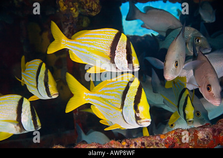 Porkfish, Anisotremus Virginicus, grauer Schnapper, Lutjanus früh und Segler Wahl Haemulon Parra, Zucker Wrack, Bahamas Stockfoto