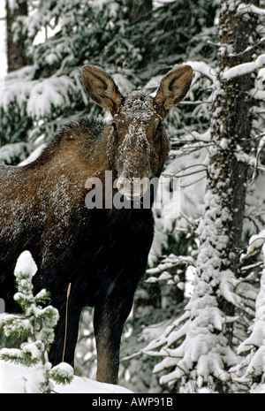 Elch Kuh 44 Stockfoto