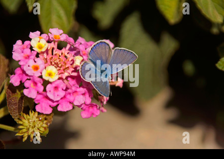 Hauchdünn-winged Schmetterlinge (Lycaenidae) sitzend auf spanische Flagge (Lantana Camara) Blüte, Barumini, Sardinien, Italien, Europa Stockfoto