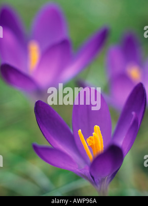 Crocus vernus Drei violette Blumen blühen im Garten Rasen Gras im Frühling. England Großbritannien Großbritannien Stockfoto