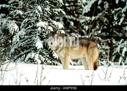 Timber Wolf 1 Stockfoto