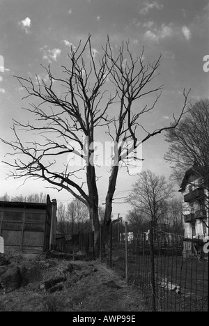 Alte Haus wenige Hütte Weg Straße arme alte Baum tot kein Blatt sterben Wand Zaun Stockfoto