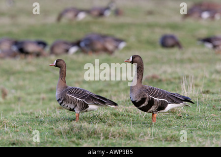 White-Fronted Goose Anser Albifrons stehende aussehende Warnung in rauen grass norfolk Stockfoto
